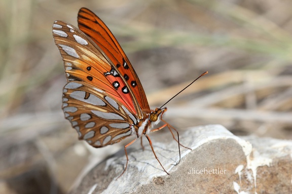 Vanillefalter (Agraulis vanillae)